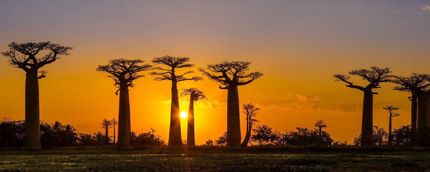 Baobab Avenue au soleil couchant